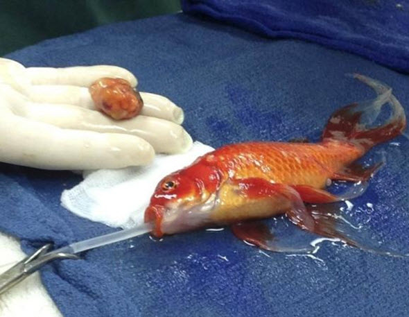 10-Year Old George The Goldfish Undergoes High Risk Brain Surgery