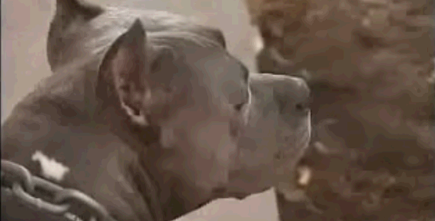This Courageous Pit Bull Saves A Woman From Her Husband In a Fight!