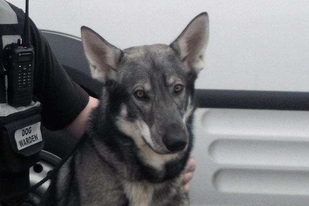 Stolen Dog With Epilepsy Returned To Owners 85 Miles From Home!