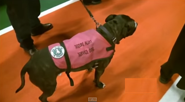 Dog Walks in Graduation Ceremony On Behalf of Deceased Owner
