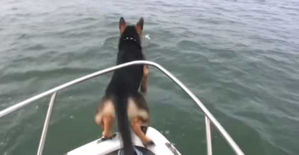 Brave Dog Sees Dolphins In The Water – Then Dives In After Them!
