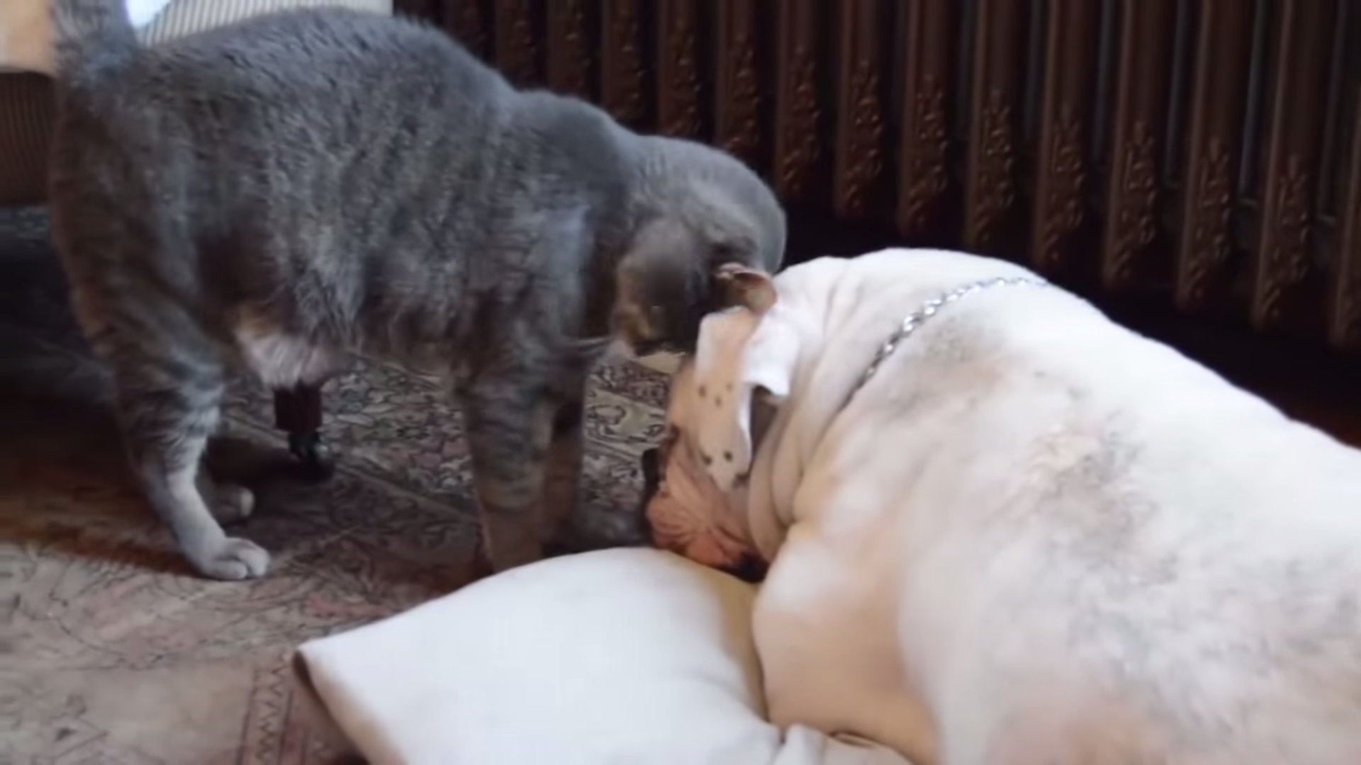 Cat Tries To Wake Up His Dog BFF But Dog Was Too Tired!