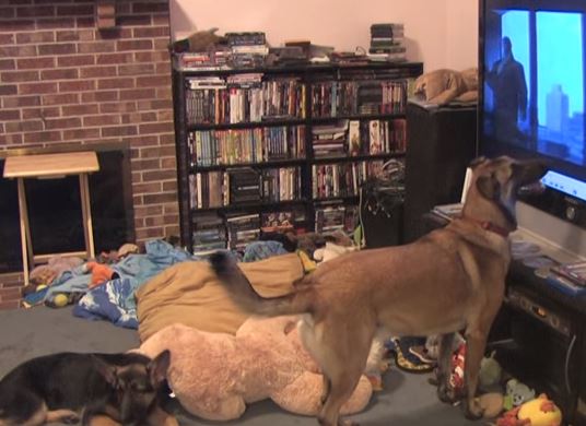 Dog FREAKS Out When Favorite Disney Hero Comes On TV