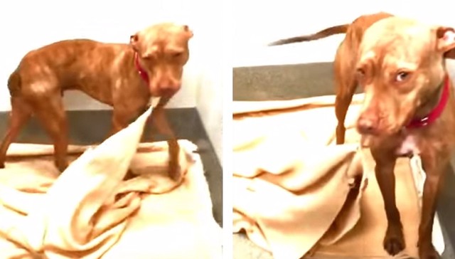 Dog Makes His Bed Every Day As He Waits For New Family