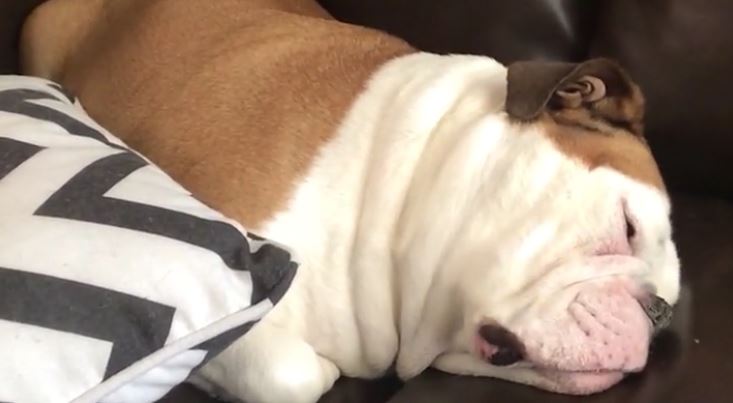 Bulldog Has Most Hilarious Snore Ever