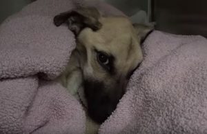 Dog Purposely Starved To Near Death – But A Miracle Was About To Happen For This Puppy!