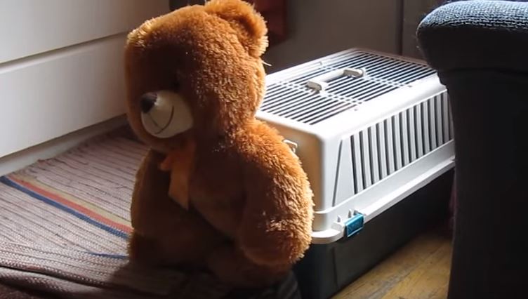 WATCH Dachshund Struggle Getting Giant Teddy Bear Inside Kennel For Snuggles