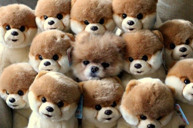 15 Pets That Can Camouflage Like No One’s Business!