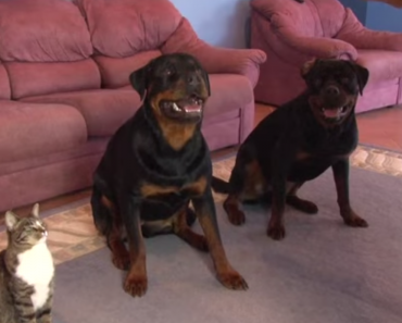 This Cat Thinks She’s A Rottweiler. Watch Her Amazing Tricks