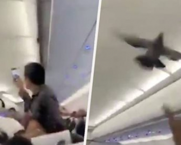 Stowaway Pigeon Wreaks Havoc After Getting Trapped On Flight