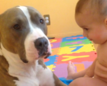 WATCH This Dog Dentist Wannabe Examine This Pit Bull’s Teeth!