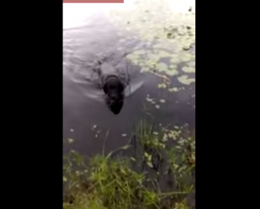 Dog Swimming In A Lake Brings Back A Baby Bird That He Saved!