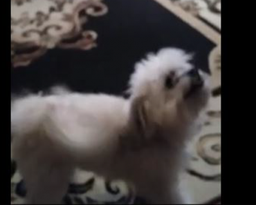 WATCH: This Dog Breaks Into Hilarious Happy Dance For Food