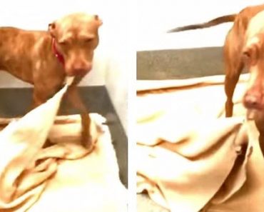 Dog Makes His Bed Every Day As He Waits For His Forever Home!