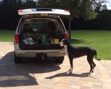 WATCH: Dog Delivers Groceries On Command!