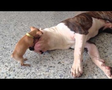 WATCH: Bulldog Meets Puppy And It’s The Most Adorable Thing Ever