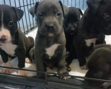 Pups Abandoned After Birth For “Not Turning Out Right”