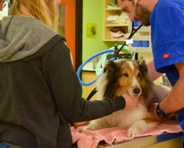 Paralyzed Dog Was About To Be Euthanized Until The Vet Felt A Tick