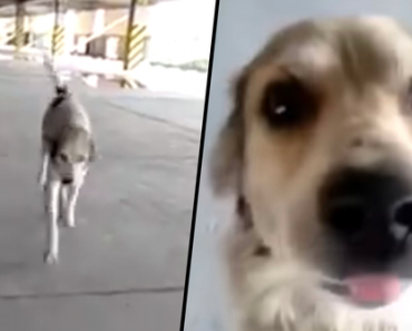 Dog Who Went Missing For Months Cries When his Dad Finally Finds Him