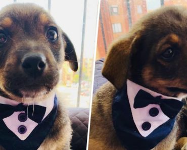 Heartbreaking Photos Show Puppy in Tuxedo Waiting for Owners Who Never Turn Up