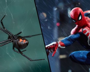 Three Boys Hospitalized After Letting Black Widow Bite Them to Become Spider-Man