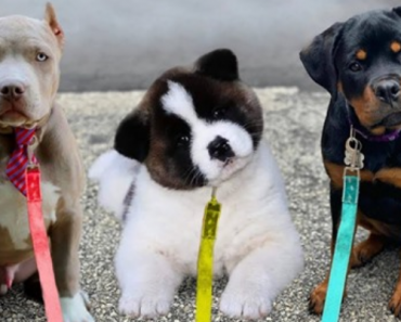 These 10 Dogs Have The Cutest Puppies Ever