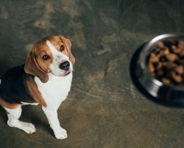 RECALL ALERT: Dog Food Company May Have Salmonella Contamination