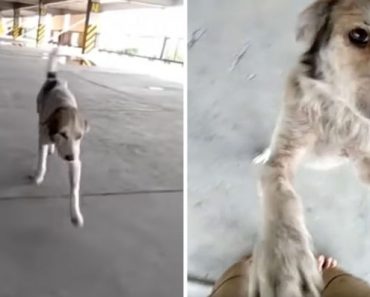 Dog Who Went Missing For Months, Cries When his Dad Finally Finds Him