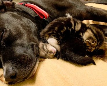 WATCH: Once Labeled “Aggressive” Pit Bull Showers Love On His Foster Kittens