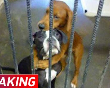Hugging Dogs Photo Helps Two Puppies Escape Euthanization And Find A Home