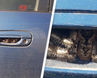 Terrified Woman Finds Huge Spider Hiding In Her Car Door Handle