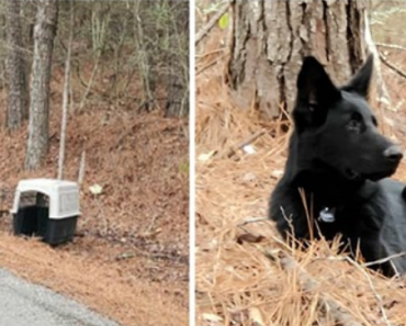 Beautiful German Shepherd Is Found Abandoned On The Side Of The Road In His Kennel