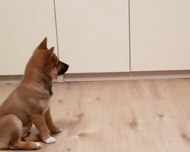 Puppy Can’t Contain His Excitement When Owner Comes Home