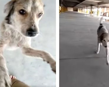 Poor Dog Who Went Missing For Months Cries When his Dad Finally Finds Him