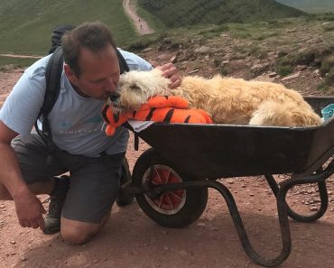 Man takes dog dying of cancer for one last walk up mountain in wheelbarrow