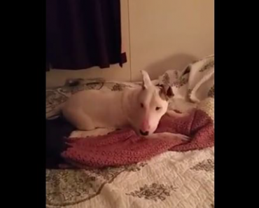 WATCH: Rescue Dog Enjoys Bed For The First Time