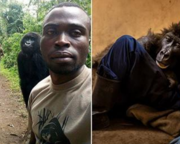 Gorilla who was star of selfie with ranger dies in arms of man who rescued her as an infant