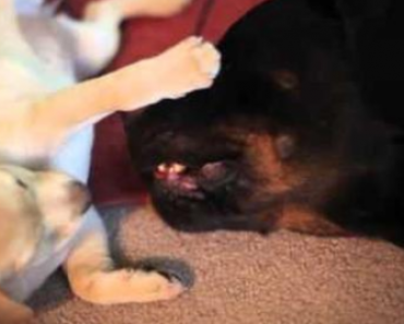 Lena the Rottweiler Plays with an Adorable Labrador Puppy