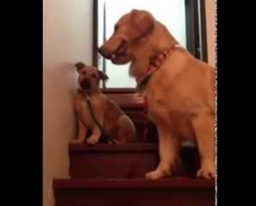 Golden Retriever Teaches Puppy How To Use the Stairs!