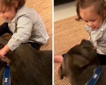 Baby Shoves Her Finger In Pit Bull’s Mouth & Dog Launches Himself At Her Face