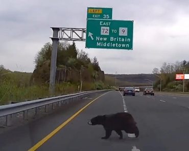 Black bear runs across interstate in shocking dashcam video