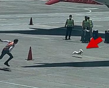 Watch Dog Escape Baggage Handlers and Runs Wild On Airport Tarmac