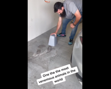 This Man Found One of The Most Venomous Animals in World In His Garage