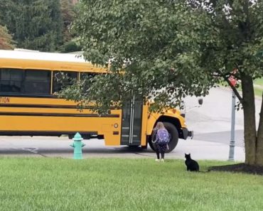 Rescue Cat Walks His Little Girl To The School Bus Every Day