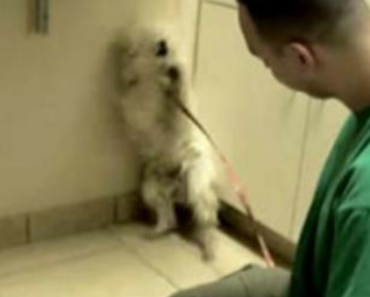 Terrified Dog Set To Be Put Down: Watch The Incredible Reaction When She Realizes She’s Saved