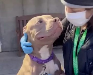 Homeless Pittie Smiles At Everyone He Meets Hoping They’ll Adopt Him